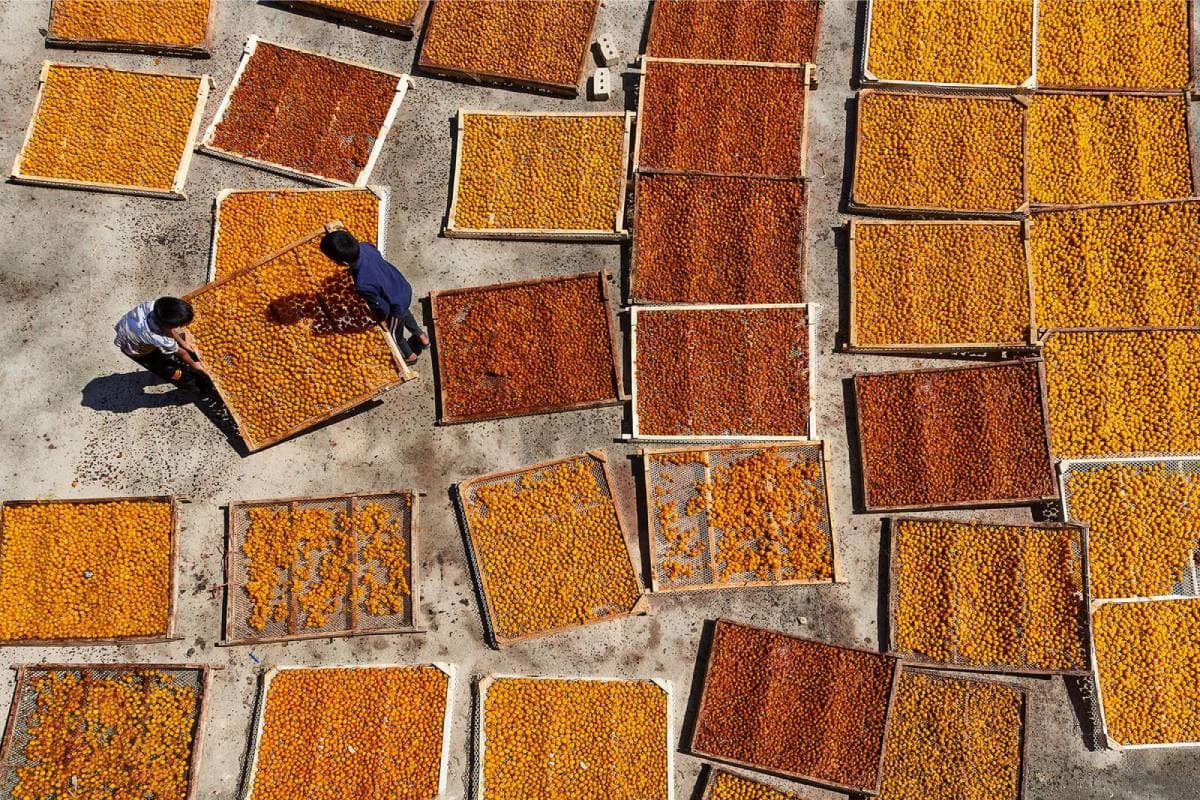 Luchtfoto van twee mannen die rekken met pruimen op het dak van een gebouw leggen om ze te laten drogen in de zon.
