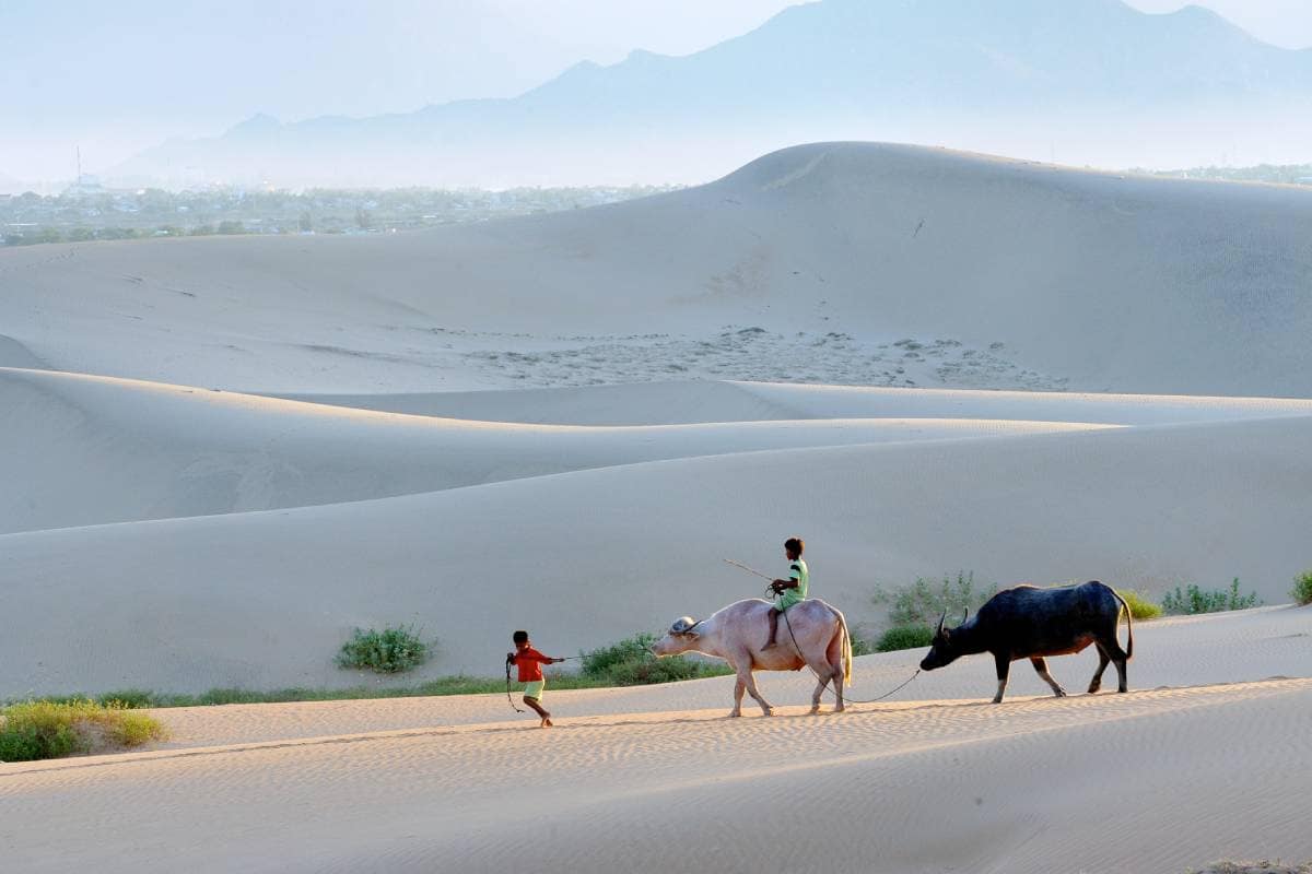 Burmese herders leiden hun buffels door de duinen in Vietnam