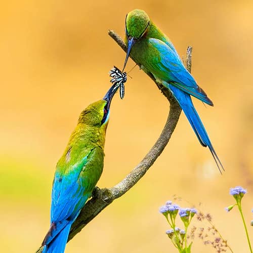 Twee blauwstaartbijeneters