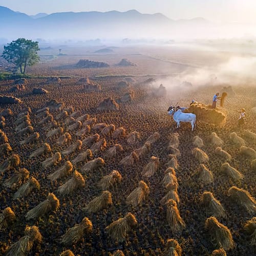 Burmese boeren aan het werk op het land