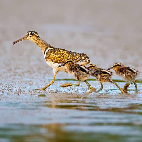 Moedervogel gevolgd door haar vier jongen