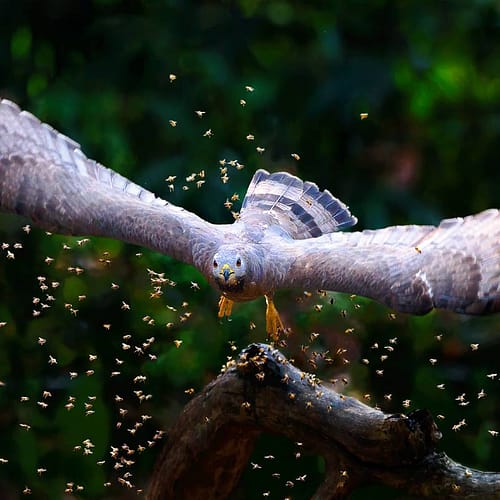 Close-up van een grote vogel die wegvliegt