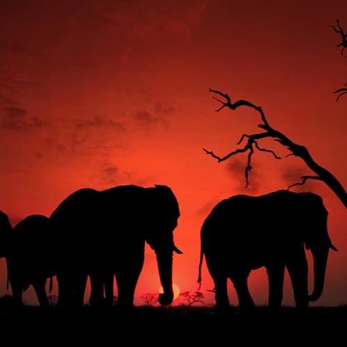 ELEPHANT SUNSET